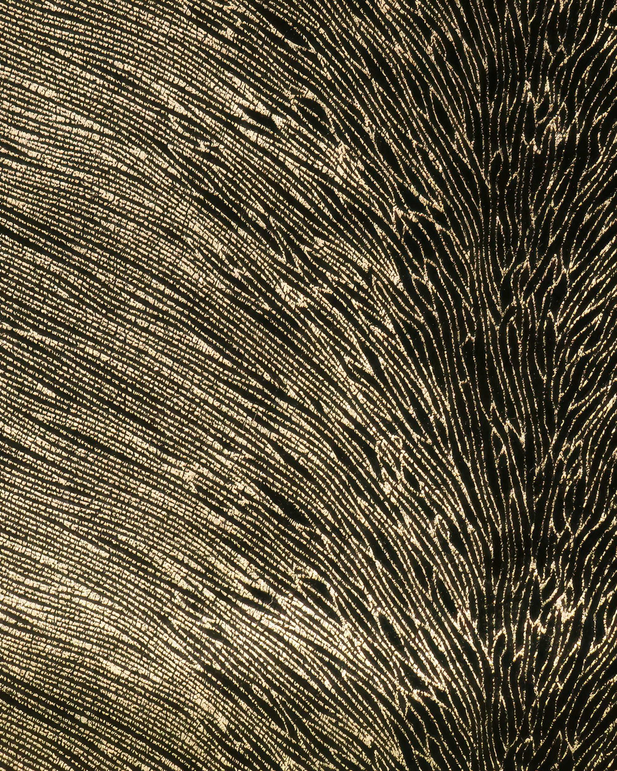Luxurious Palma foil printed velvet custom curtain fabric, showcasing intricate shimmering gold organic lines on a rich dark background.